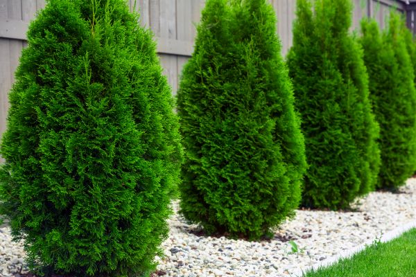 Arborvitae Planting in Little River