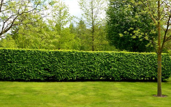 Hedge Planting in Little River