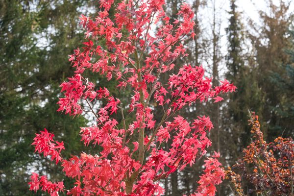 Japanese Maple Planting in Little River
