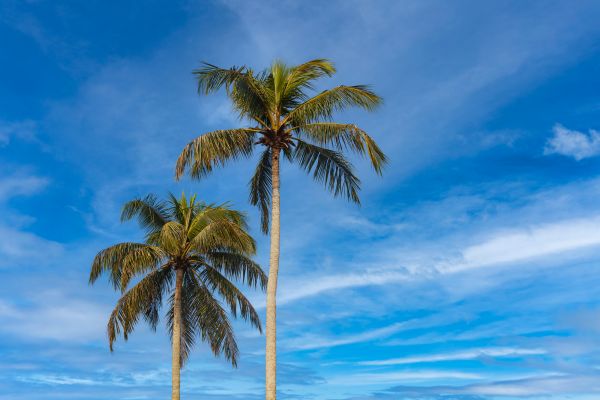 Palm Tree Planting in Little River