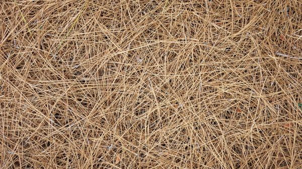 Pine Needles Delivery in Little River
