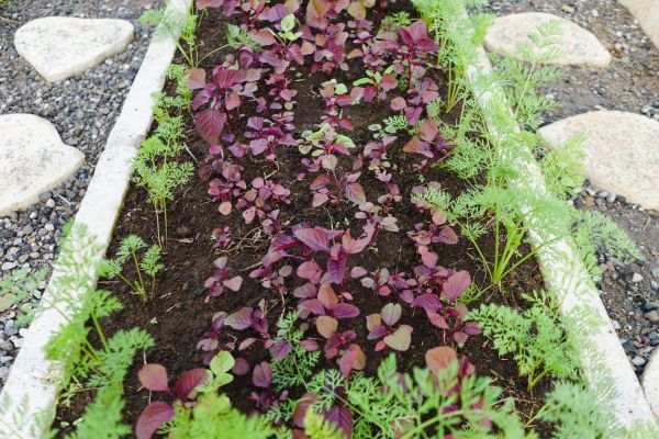 Edging Installation in Little River