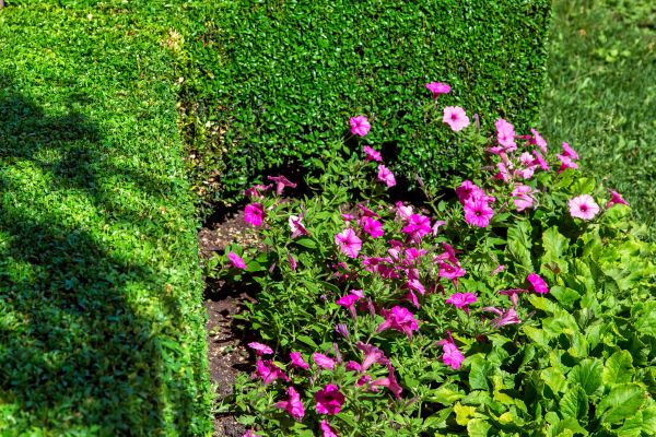 Softscaping Service in Little River