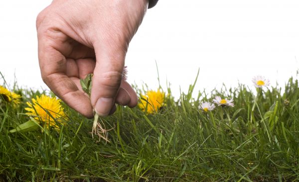 Lawn Weeding in Little River