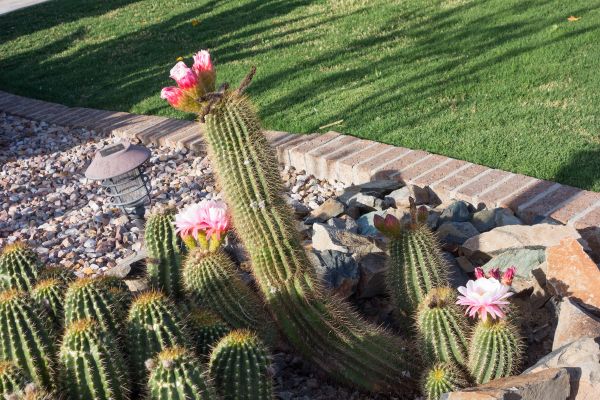 Desert Landscaping Service