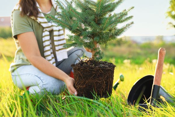 Spruce Tree Planting in Little River