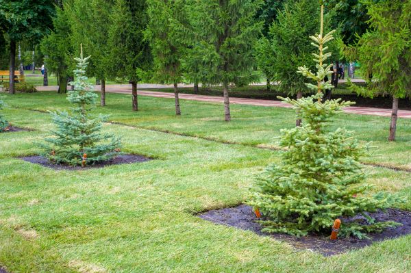 Privacy Trees Planting in Little River