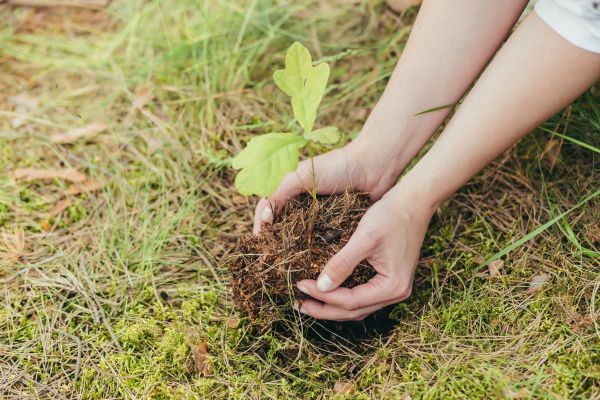 Oak Tree Planting in Little River