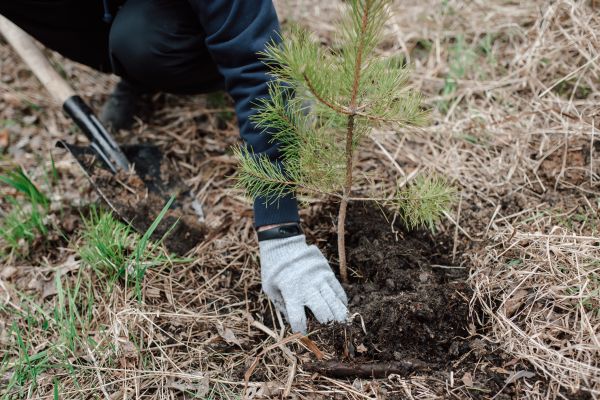 Pine Tree Planting in Little River