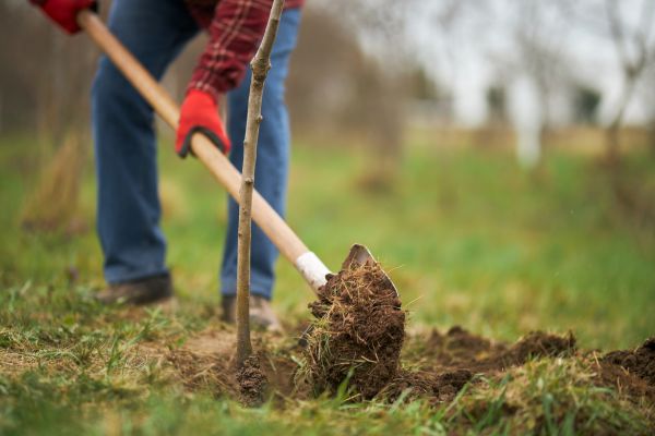 Trees Planting in Little River
