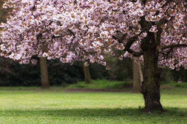 Cherry Tree Planting in Little River
