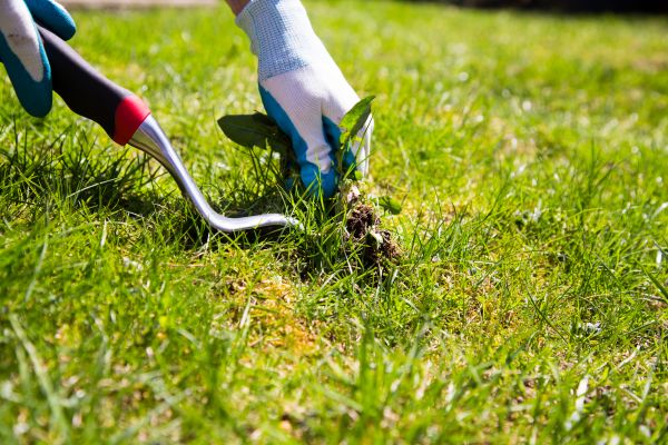 Lawn Weed Eradication