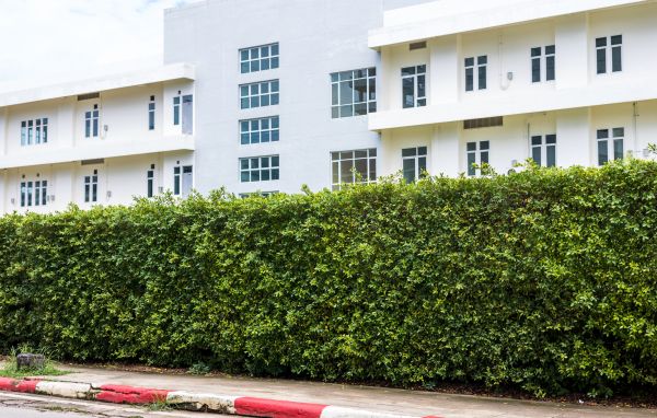 Privacy Landscaping in Little River