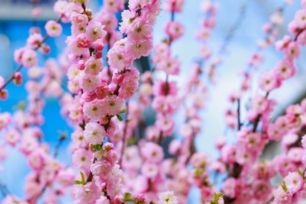 Japanese Cherry Tree Planting in Little River