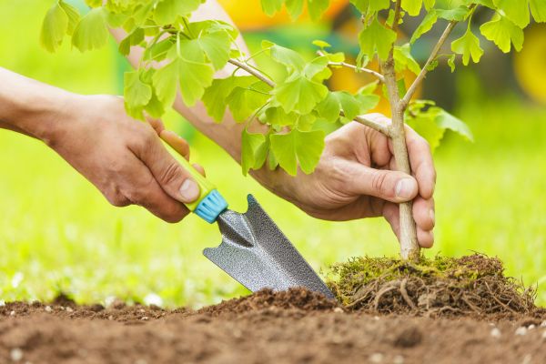 Fruit Tree Planting in Little River
