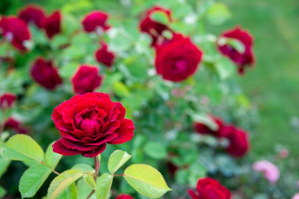 Rose Planting in Little River