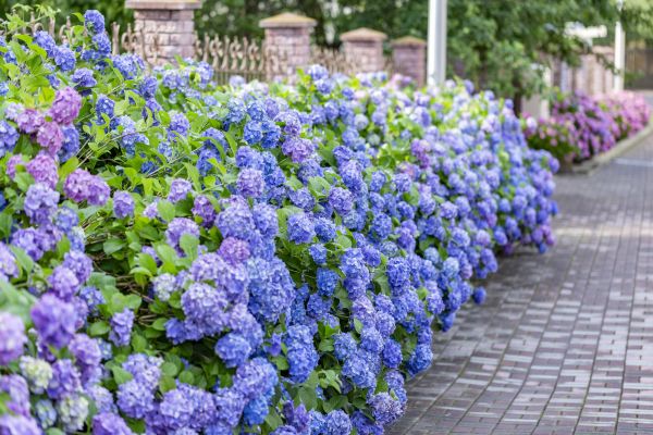 Hydrangea Landscaping in Little River