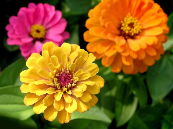 Zinnia Planting in Little River
