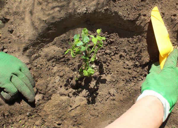 Rose Bush Planting in Little River