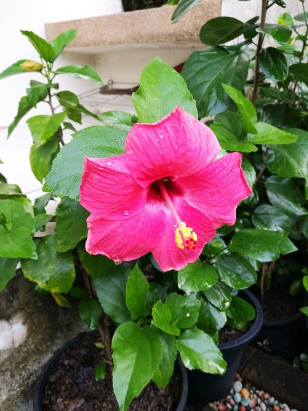 Hibiscus Planting in Little River
