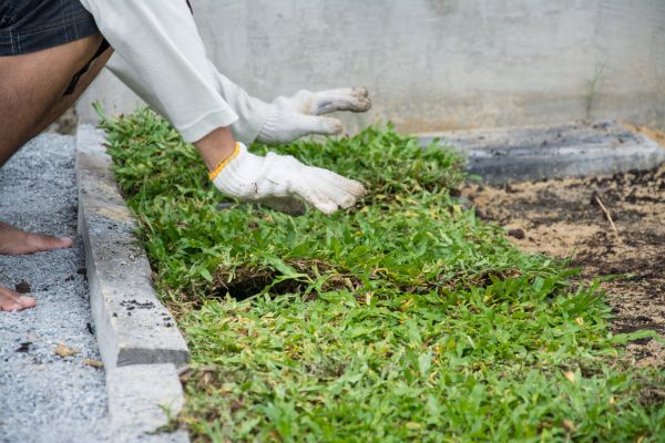 Ground Cover Planting in Little River