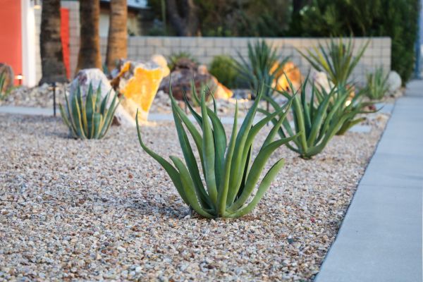 Drought Resistant Landscaping in Little River