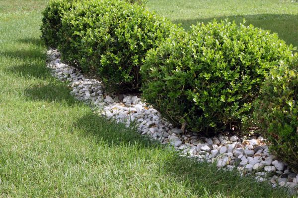 Boxwood Planting in Little River