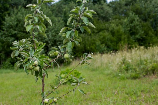 Apple Tree Planting in Little River
