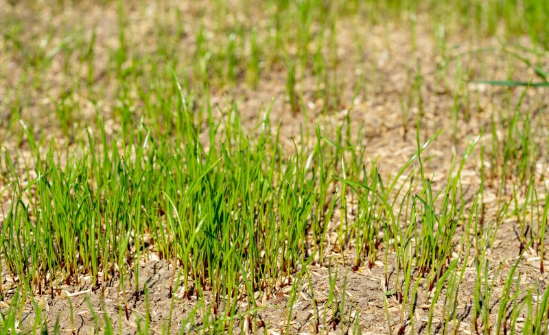 Commercial Mulching detail