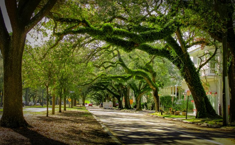 Lush Tree Canopies